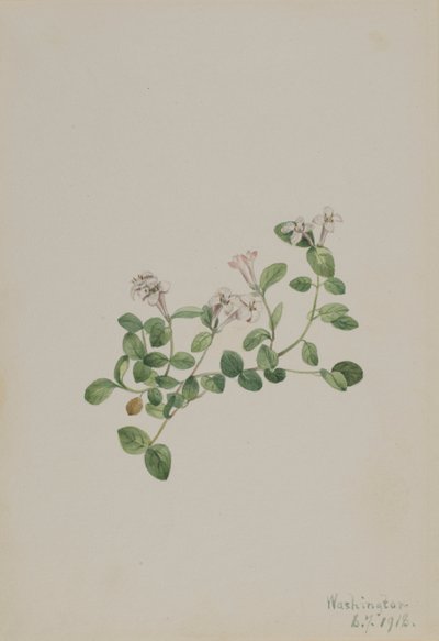 Patrijsbes (Mitchella repena) door Mary Vaux Walcott