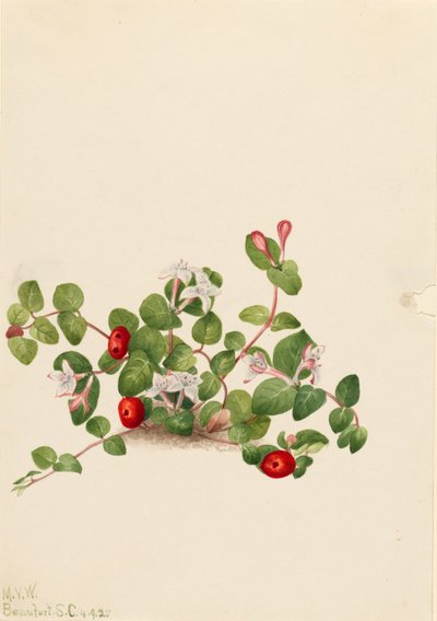 Patrijsbes (Mitchella repens) door Mary Vaux Walcott