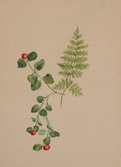 Partridgeberry Mitchella repens, ca. 1883 door Mary Vaux Walcott