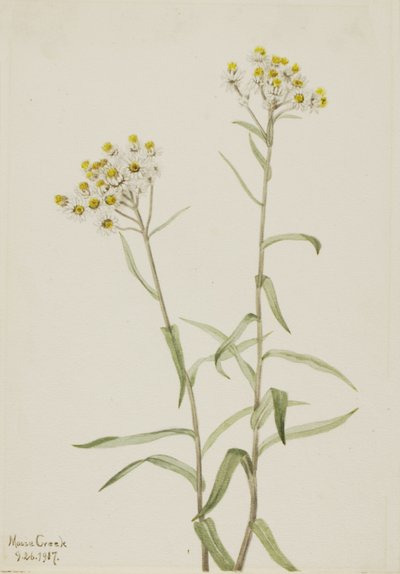 Pareleverlasting Anaphalis margaritacea door Mary Vaux Walcott