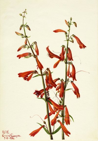 Pentstemon Pentstemon barbatus, 1934 door Mary Vaux Walcott