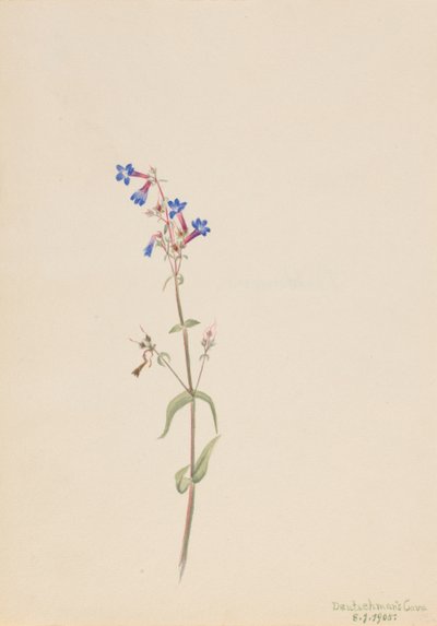 Pentstemon Pentstemon procerus door Mary Vaux Walcott