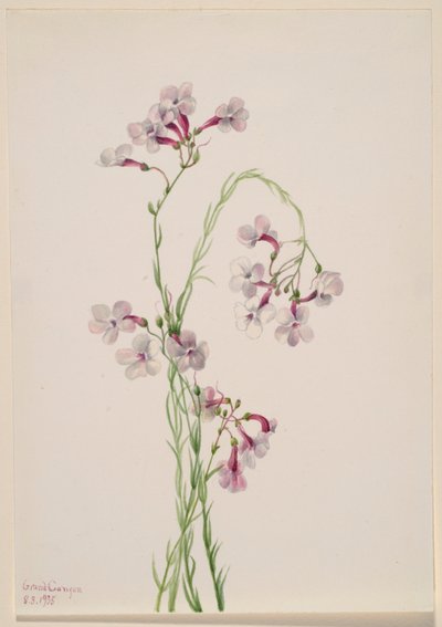 Pentstemon ambiguus door Mary Vaux Walcott