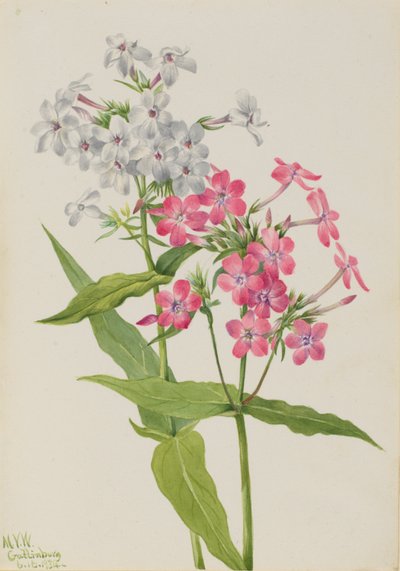 Meerjarige Phlox (Phlox paniculata) door Mary Vaux Walcott
