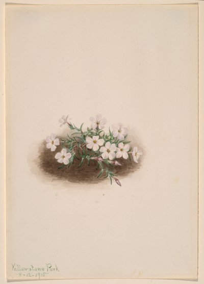 Phlox door Mary Vaux Walcott