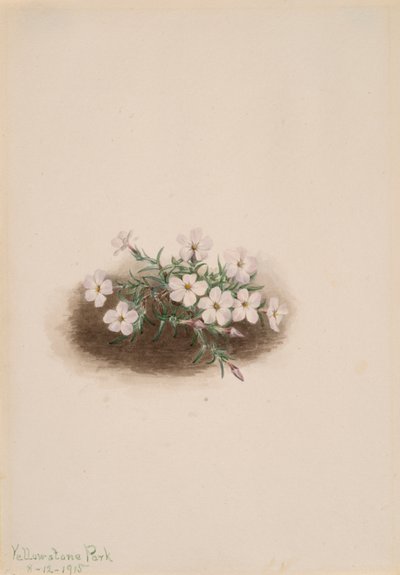 Phlox, 1915 door Mary Vaux Walcott