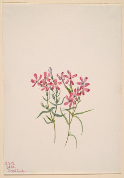 Phlox stansburyi door Mary Vaux Walcott
