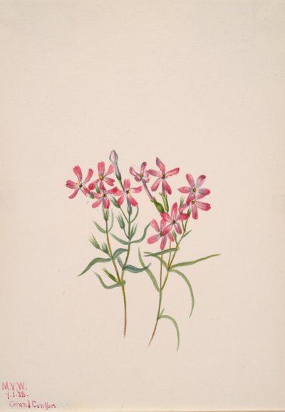 Phlox stansburyi door Mary Vaux Walcott