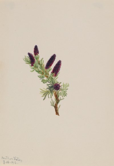 Picea engelmanni, 1913 door Mary Vaux Walcott