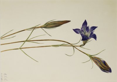 Dennenbrem Gentiaan (Gentiana porphyrio) door Mary Vaux Walcott