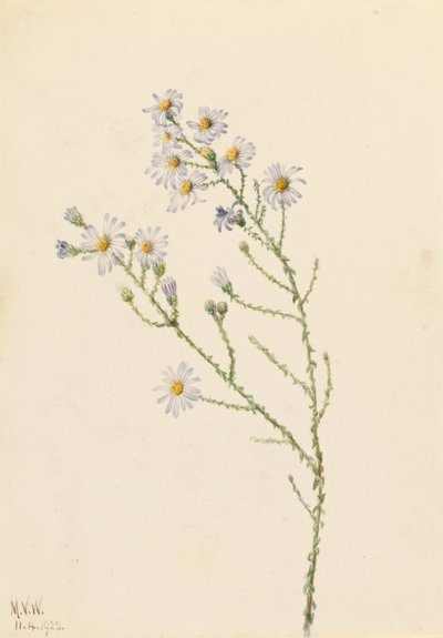 Pineland Aster (Aster squarrosus) door Mary Vaux Walcott