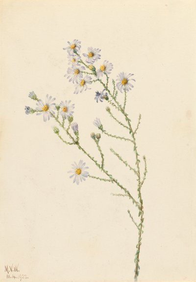 Pineland Aster Aster squarrosus, 1922 door Mary Vaux Walcott