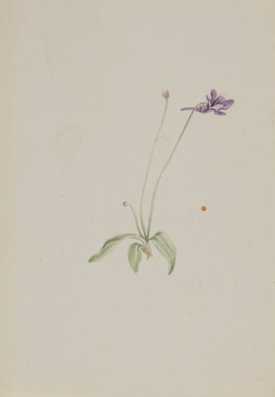 Pinguicula vulgaris door Mary Vaux Walcott