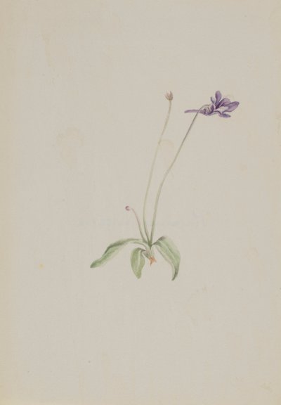 Pinguicula vulgaris, ca. vroege jaren 1930 door Mary Vaux Walcott