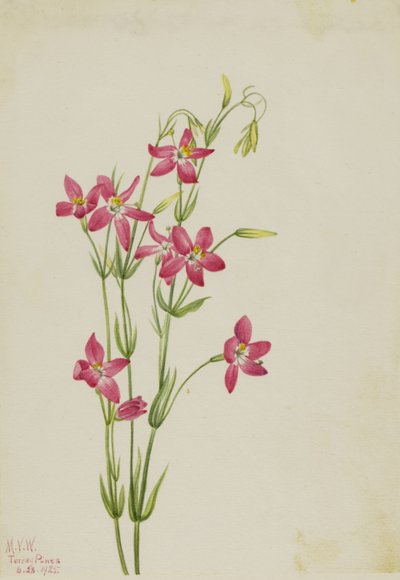 Roze Centaurium (Centaurium venustum) door Mary Vaux Walcott