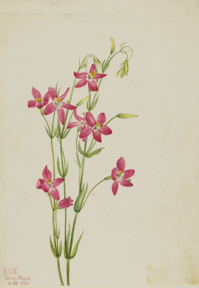 Roze Centaurium Centaurium venustum, 1925 door Mary Vaux Walcott