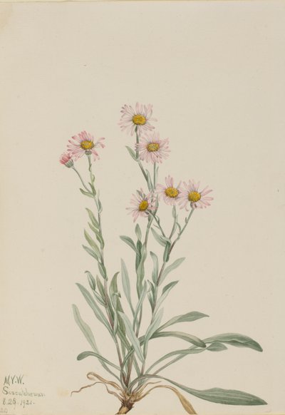 Roze vlooienkruid, 1921 door Mary Vaux Walcott