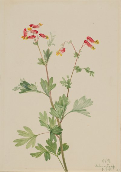 Roze Fumeroot Capnoides sempervirens, 1922 door Mary Vaux Walcott
