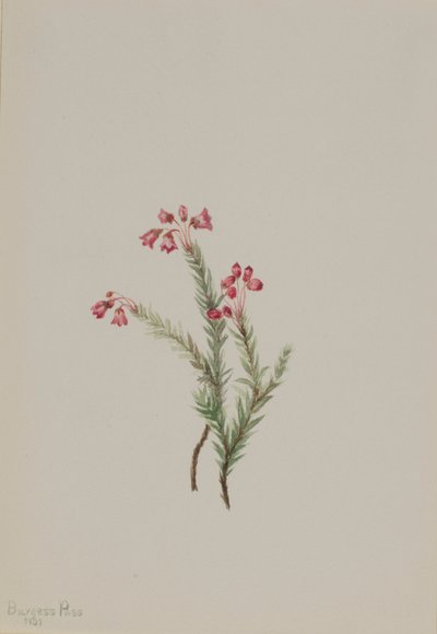 Roze heide (Phyllodoce empetriformis) door Mary Vaux Walcott