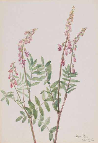 Roze Hedysarum Hedysarum americanum, 1918 door Mary Vaux Walcott