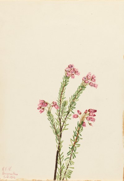 Roze bergheide (Phyllodoce empetriformis) door Mary Vaux Walcott