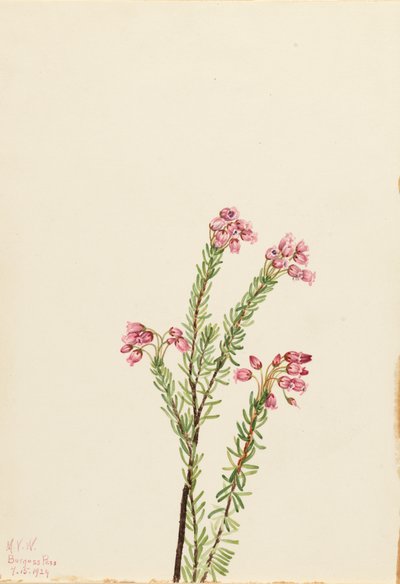 Roze bergheide Phyllodoce empetriformis door Mary Vaux Walcott