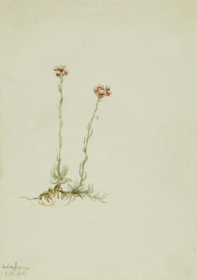 Roze kutjes (Antennaria rosea) door Mary Vaux Walcott
