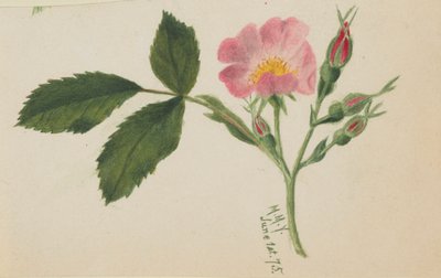 Pink Rose door Mary Vaux Walcott