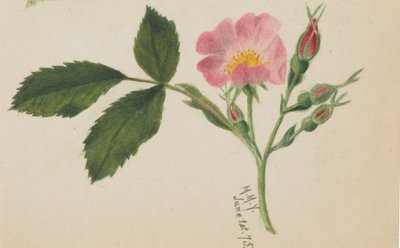 Roze Roos, 1875 door Mary Vaux Walcott