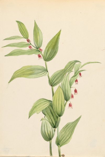 Roze gedraaide stengel (Streptopus curvipes) door Mary Vaux Walcott