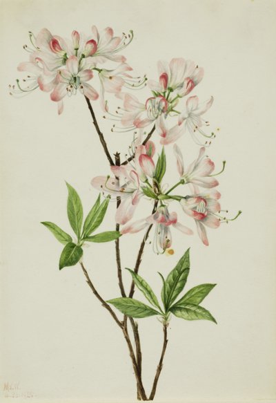 Azalea roze dop (Azalea vaseyi) door Mary Vaux Walcott