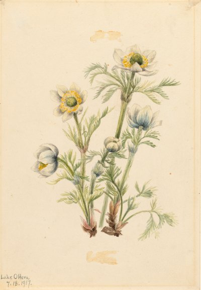 Pluimanemoon Pulsatilla occidentalis, 1917 door Mary Vaux Walcott
