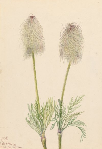 Pluimanemoon Pulsatilla occidentalis, 1923 door Mary Vaux Walcott