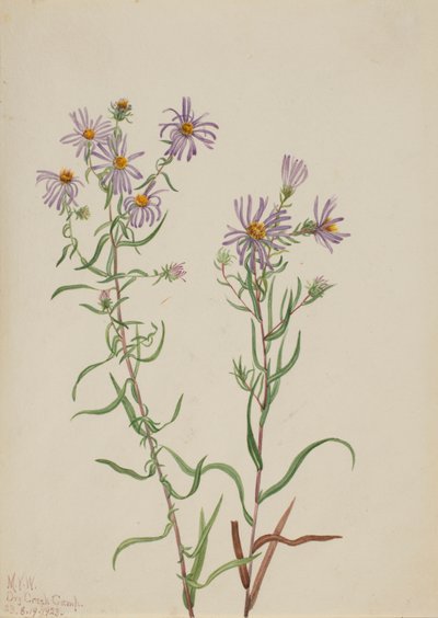 Prairie Aster Aster campestris, 1923 door Mary Vaux Walcott