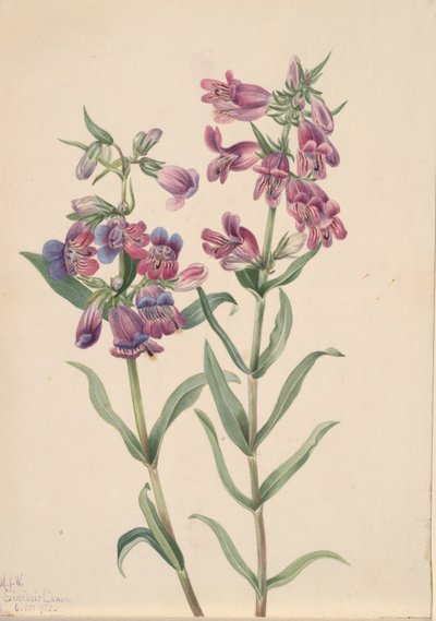 Prairie pentstemon Pentstemon erianthera, 1923 door Mary Vaux Walcott