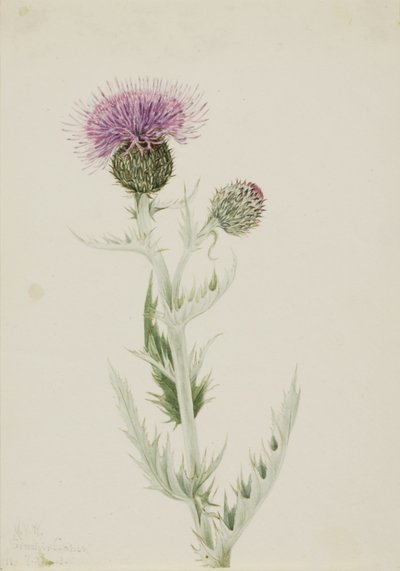 Akkerdistel (Cirsium undulatum) door Mary Vaux Walcott