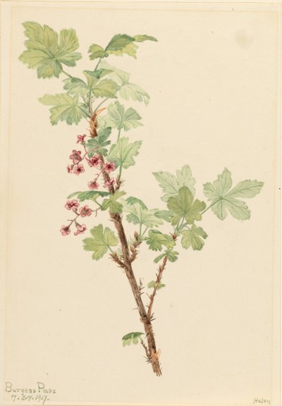 Kleine aalbes (Ribes lacustre) door Mary Vaux Walcott