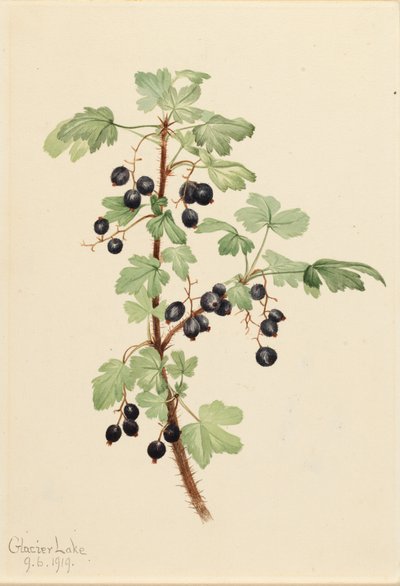 Stekelige bes Ribes lacustre, 1919 door Mary Vaux Walcott