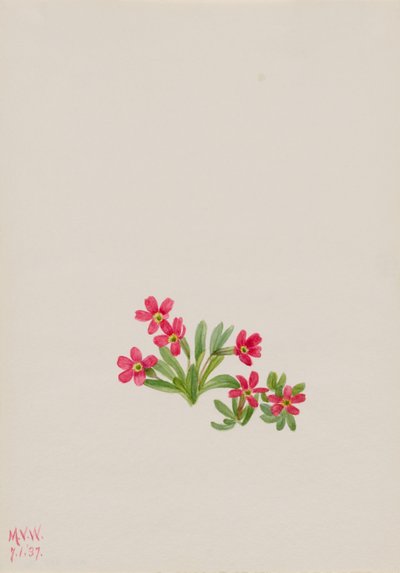 Primula (Primula angustifolia) door Mary Vaux Walcott