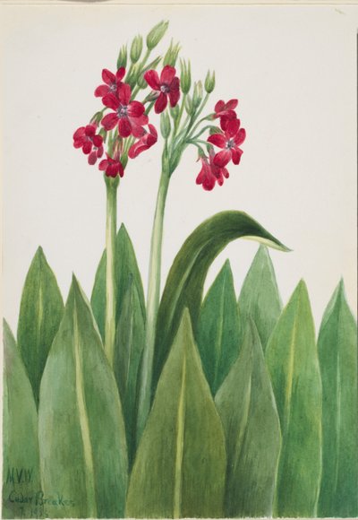 Primula (sleutelbloem) door Mary Vaux Walcott