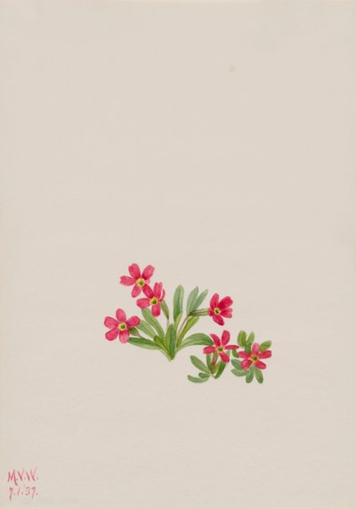 Primula angustifolia, 1937 door Mary Vaux Walcott