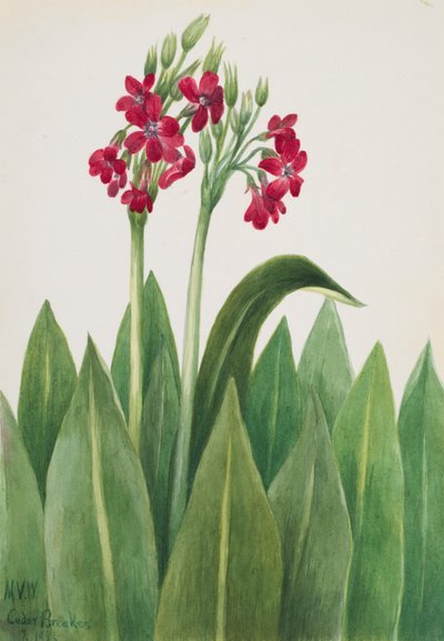 Primula parryi, 1938 door Mary Vaux Walcott