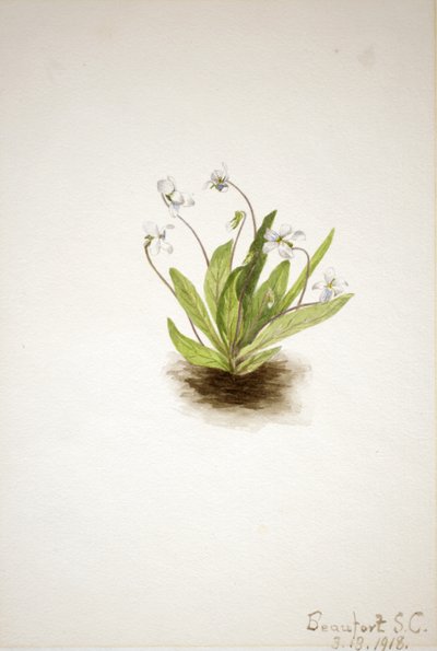 Primula Viooltje Viola primulifolia, 1918 door Mary Vaux Walcott