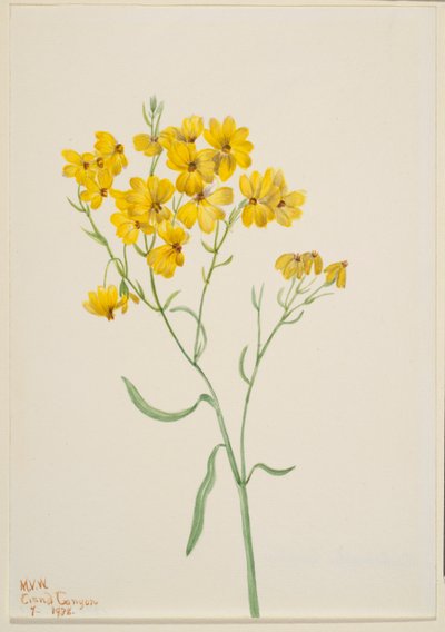 Psilostrophe sparsiflora door Mary Vaux Walcott