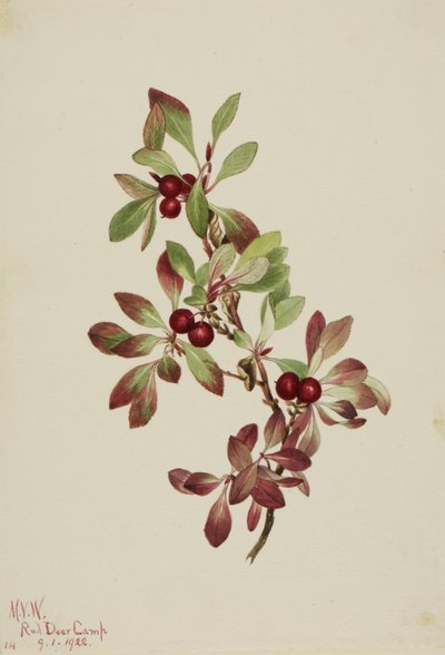 Ptarmiganbes (Arctous alpina) door Mary Vaux Walcott