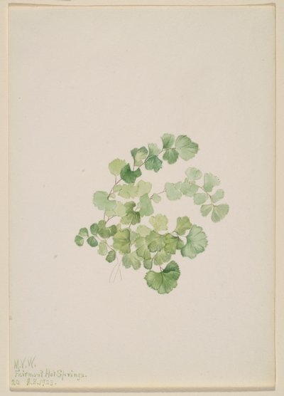 Puccoon (Lithospermum ruderale) door Mary Vaux Walcott