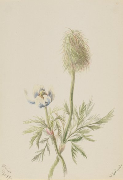Pulsatilla occidentalis door Mary Vaux Walcott