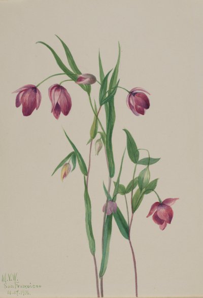 Paarse lampion (Calochortus anoenum) door Mary Vaux Walcott