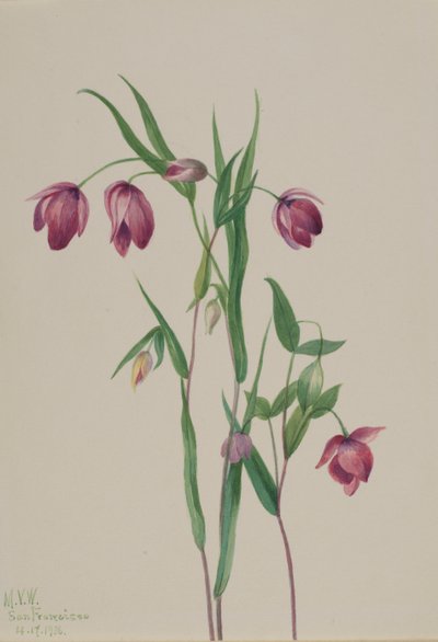 Paarse feeënlantaarn Calochortus anoenum, 1936 door Mary Vaux Walcott