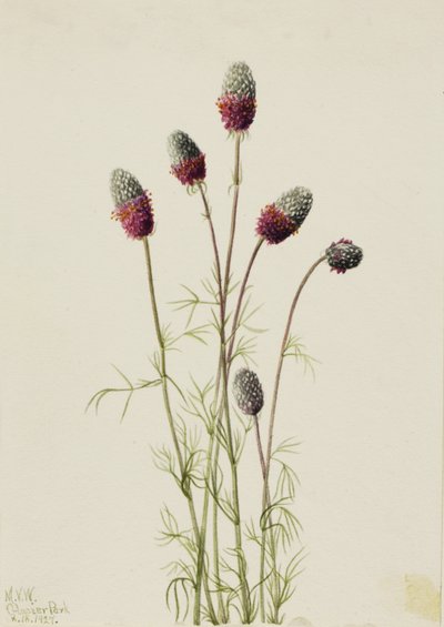 Paarse Prairieklaver Petalostemon purpureum, 1927 door Mary Vaux Walcott